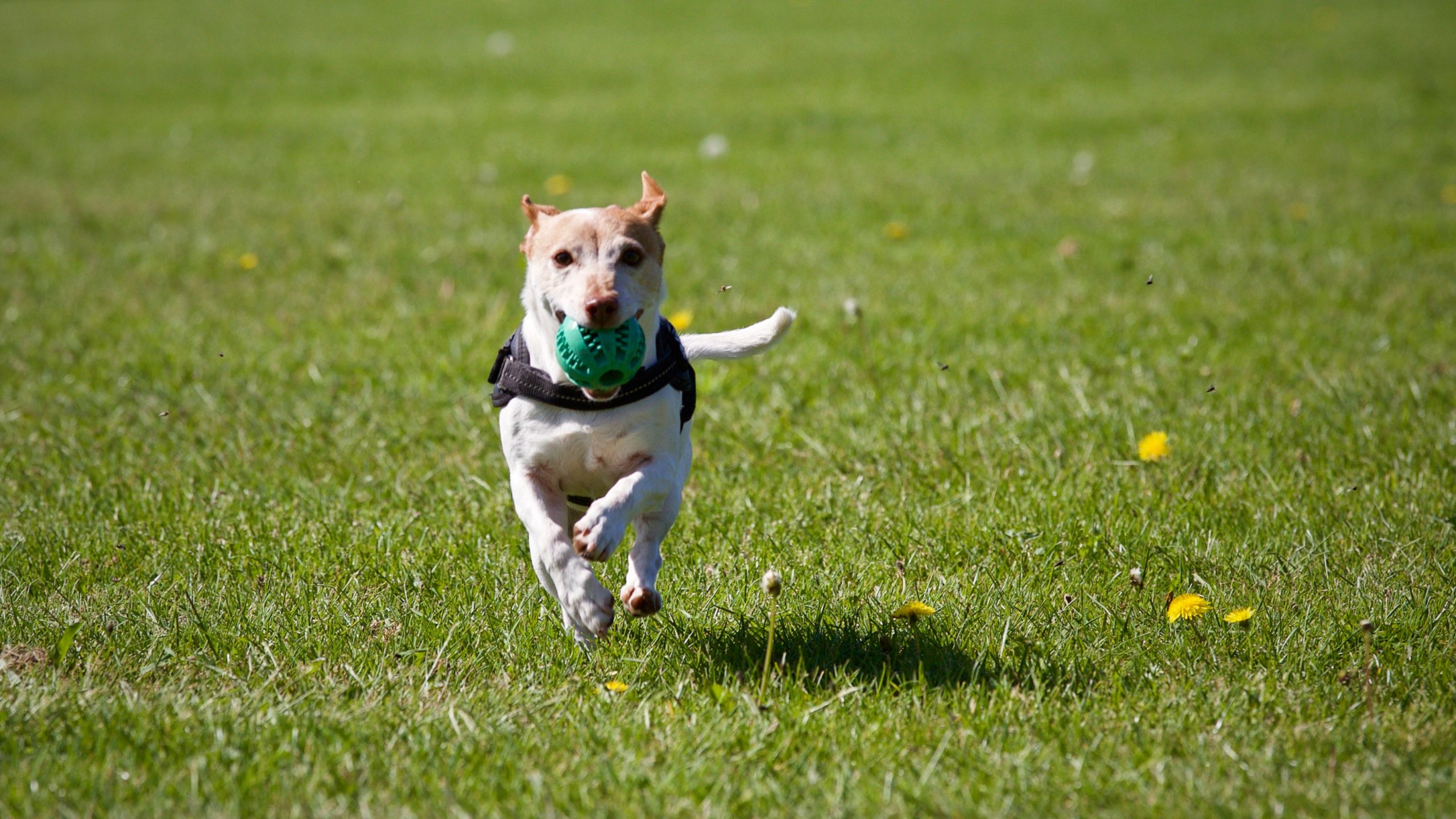 Evergreen Bark Park